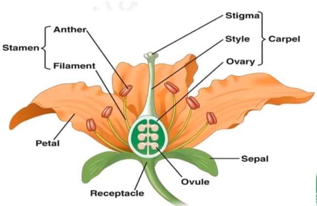 Biology Sexual Reproduction In Plant Class 12 Notes - Educationwave ...